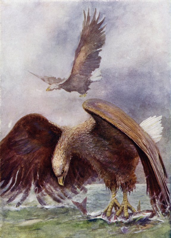 Deniz Kartalı Balık Tutma by Henry Charles Seppings Wright
