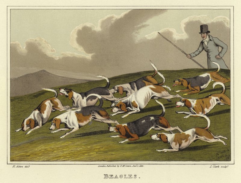 Beagle
