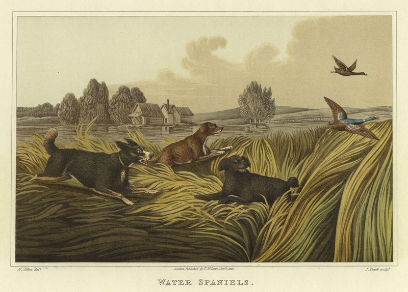 Su Spanielleri (chromolitho) by Henry Thomas Alken