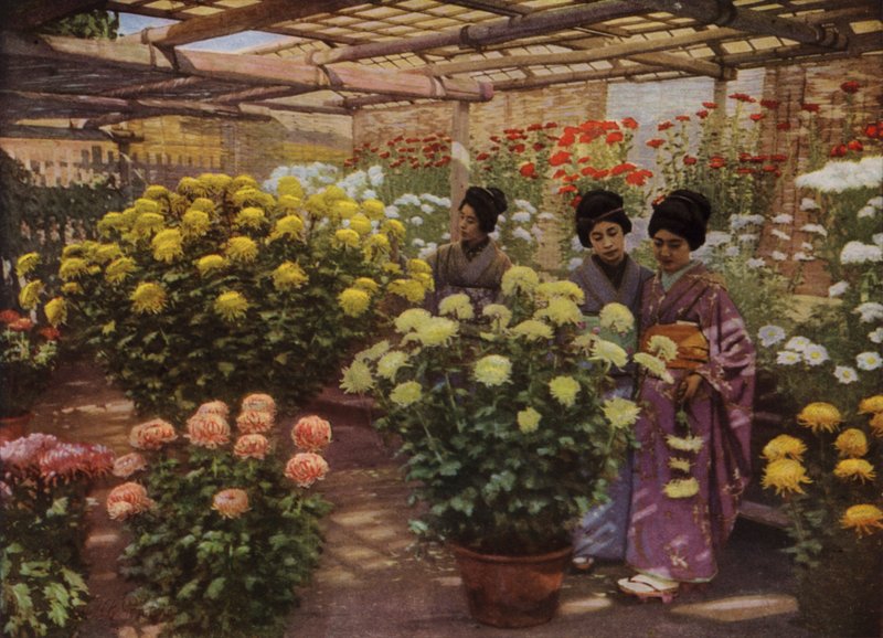 Krizantem Gösterisinde (fotoğraf) by Herbert Ponting
