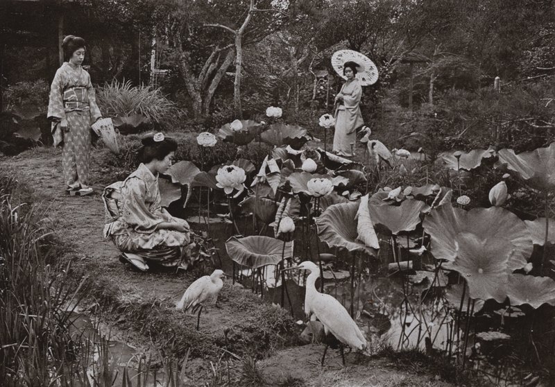 Lotus Bahçesinde (s/b fotoğraf) by Herbert Ponting