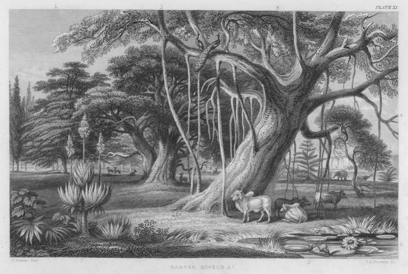 Banyan, Boabob vb (renkli gravür) by J. (after) Stewart