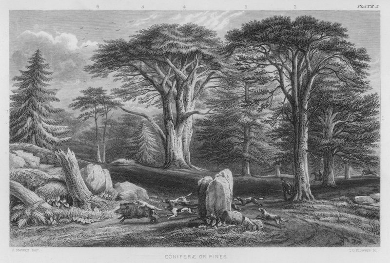 Coniferae veya Pines (renkli gravür) by J. (after) Stewart