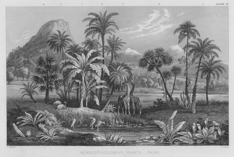 Monokotiledonlu Bitkiler, Palmiyeler (renkli gravür) by J. (after) Stewart