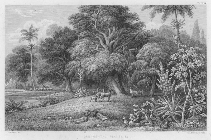 Süs Bitkileri vb (renkli gravür) by J. (after) Stewart
