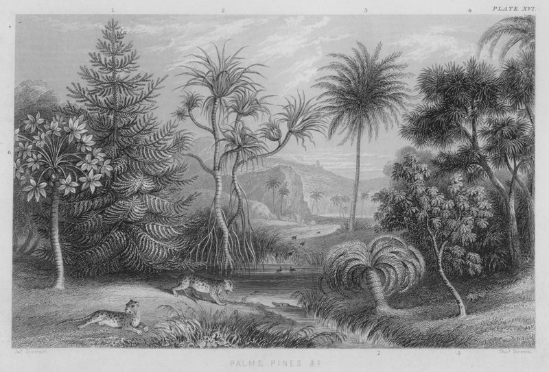 Avuç içi, Çam vb. (renkli gravür) by J. (after) Stewart
