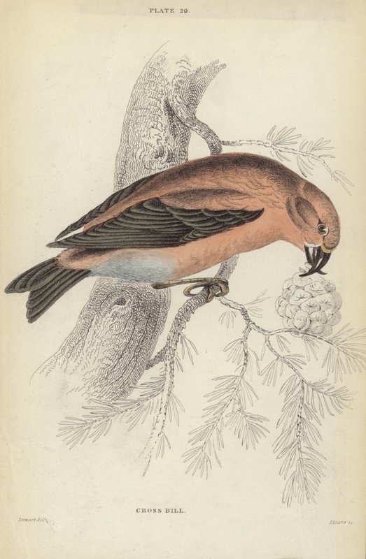 Çapraz Fatura by J. Stewart