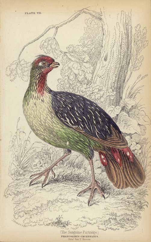 Sanguine Patridge by J. Stewart