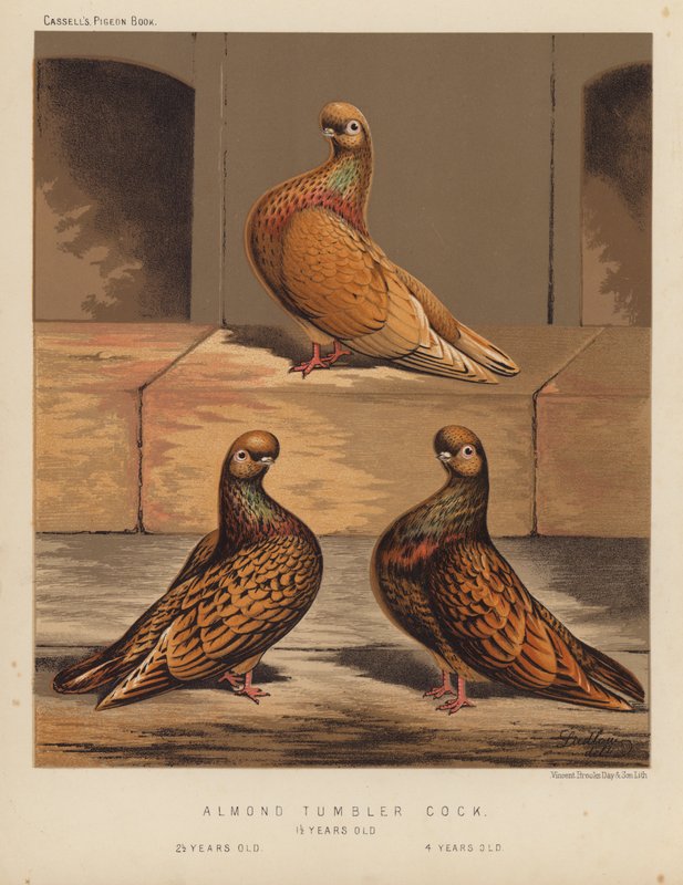 Güvercinler: Badem Bardak Horoz by J. W. (after) Ludlow