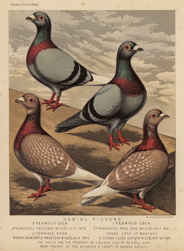 Güvercinler: Güvercin Güvercinleri (renkli taş) by J. W. (after) Ludlow