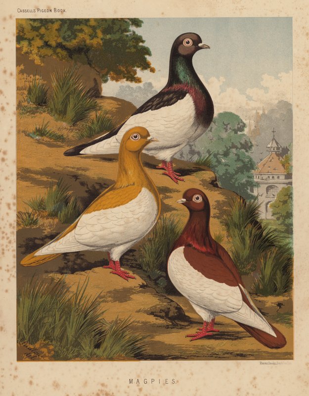Güvercinler: Saksağan (renkli taş) by J. W. (after) Ludlow