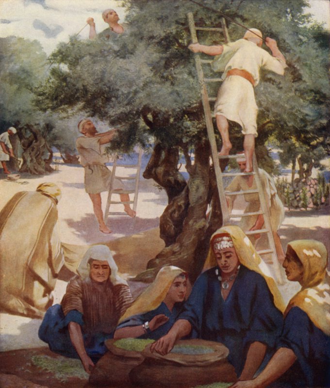zeytin bahçesi by James Clark