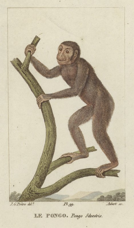 Pongo (Orangutan) by Jean Gabriel Pretre
