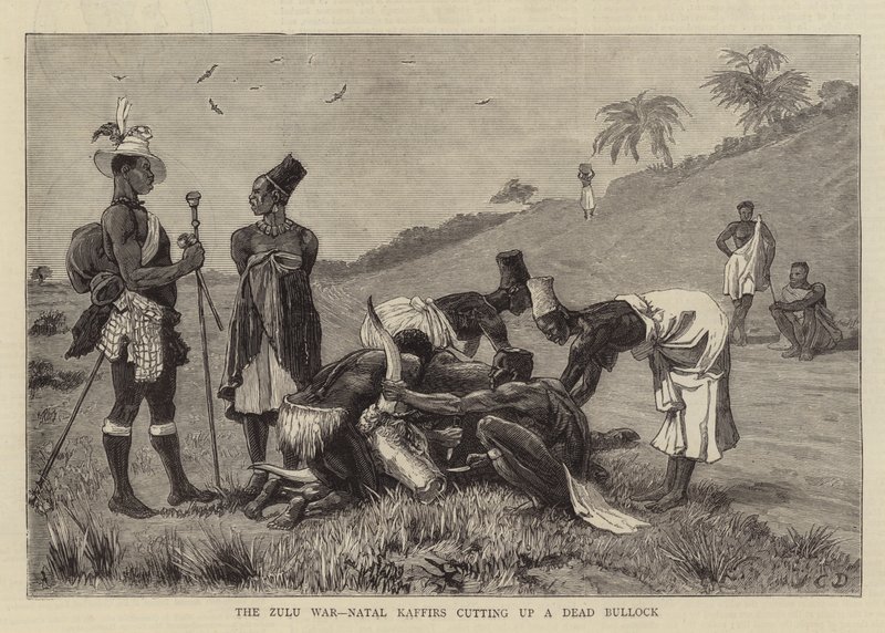 Zulu Savaşı, Natal Kaffirs bir Ölü Bullock