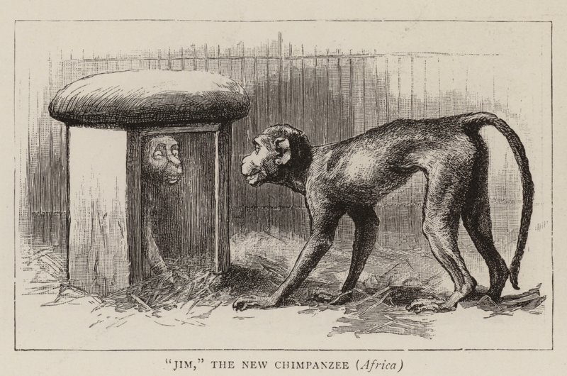 Hayvanat bahçesinde gezintiler by John Charles Dollman