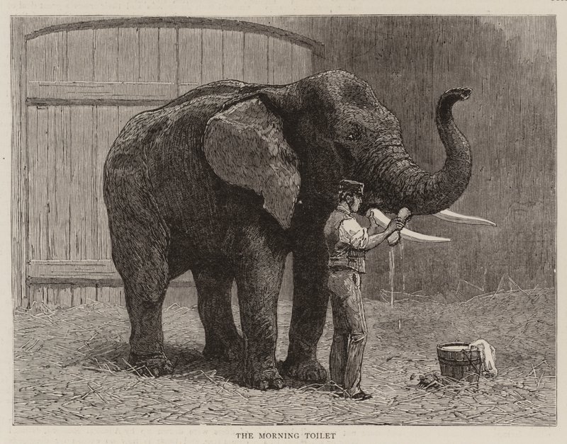 Hayvanat bahçesinde gezintiler by John Charles Dollman