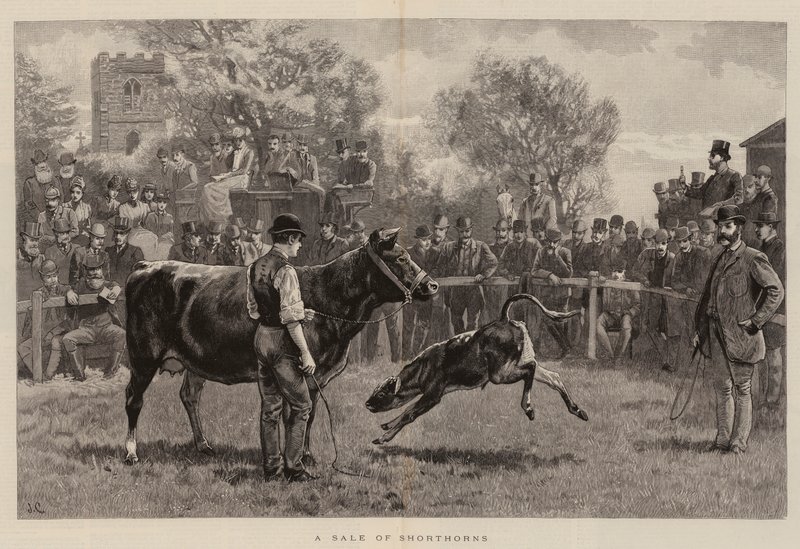 Shorthorn Satışı by John Charlton