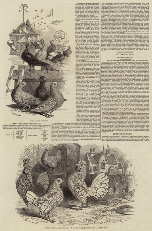Süslü Bantamlar ve Güvercinler by John Wykeham Archer