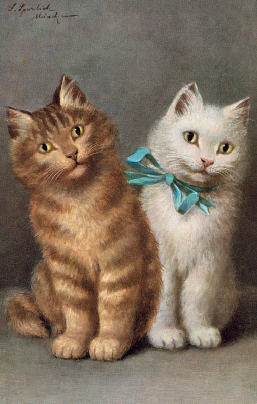 Kedi kartpostalı (renkli litho) by Josef Sperlich