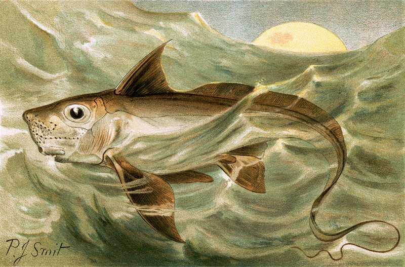 Kimera by Joseph Smit
