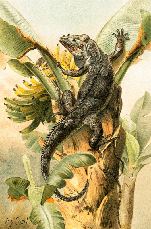 The black Iguana by Joseph Smit