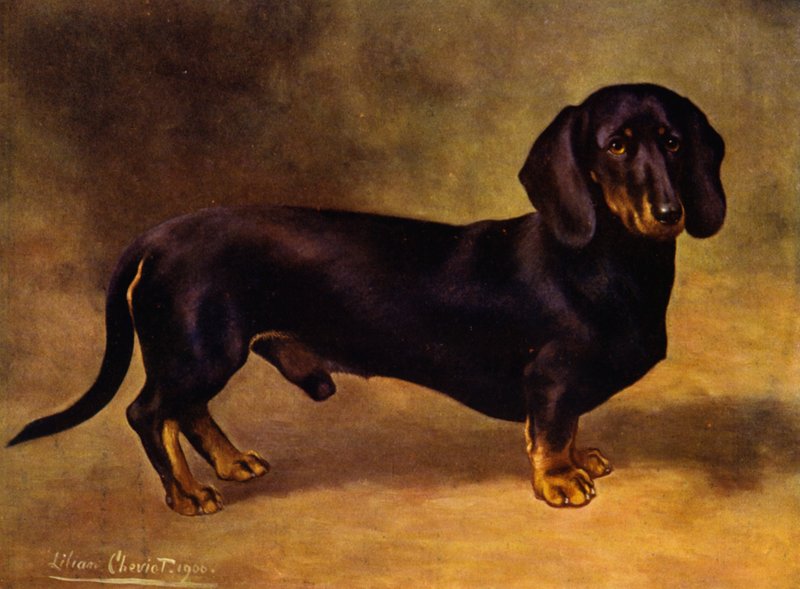 Dachshund Earl Saten by Lilian Cheviot