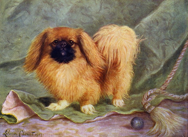 Pekinli, Alderbourne Şampiyonu Chu-erh by Lilian Cheviot