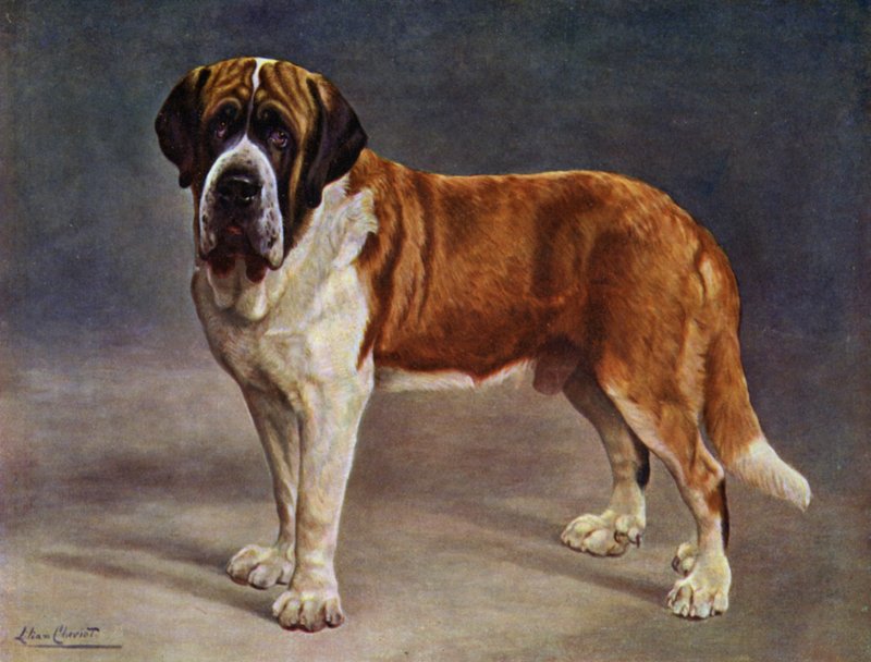 Pürüzsüz Kaplamalı St Bernard Şampiyonu Viking by Lilian Cheviot