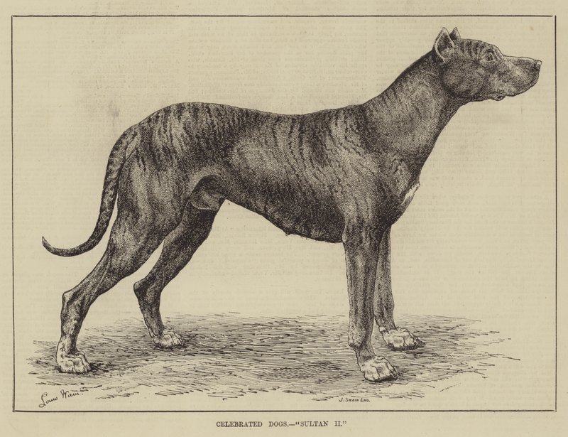 Ünlü Köpekler, Sultan II by Louis Wain