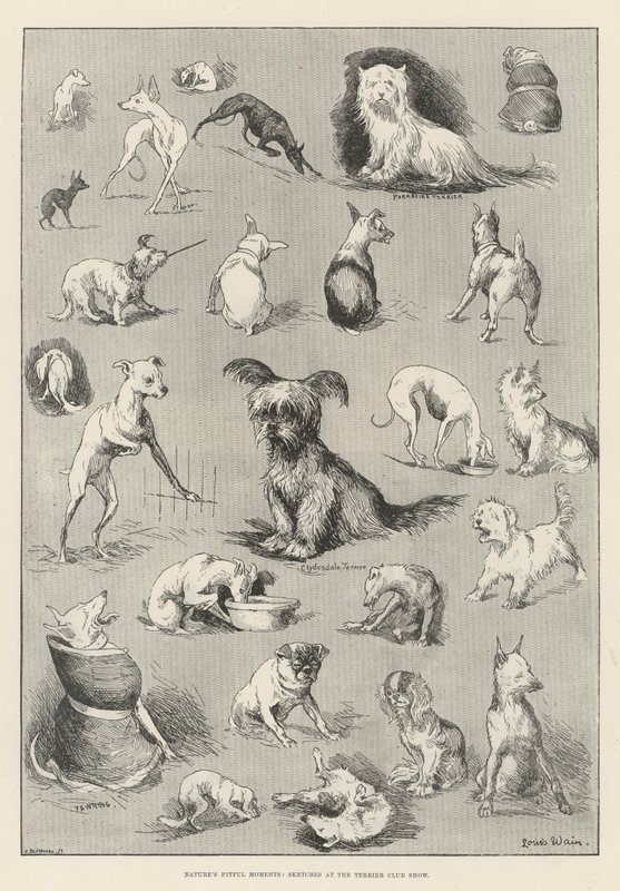 Doğanın Keyifli Anları, Terrier Club Show'da Eskizler by Louis Wain