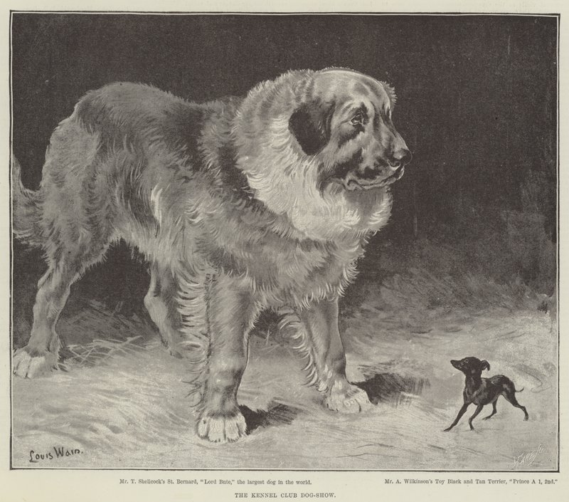 Kennel Club Köpek Gösterisi by Louis Wain