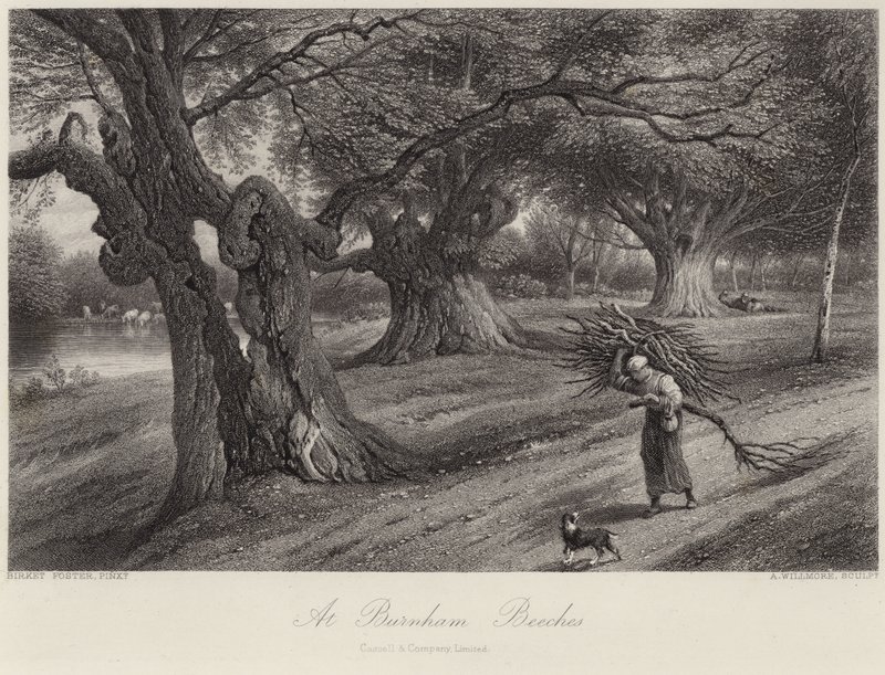 Burnham Beeches