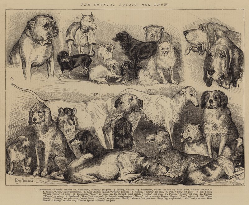 Kristal Saray Köpek Gösterisi by Percy Macquoid