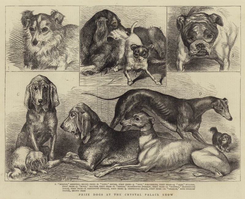 Crystal Palace Show'da Ödül Köpekleri by Percy Macquoid
