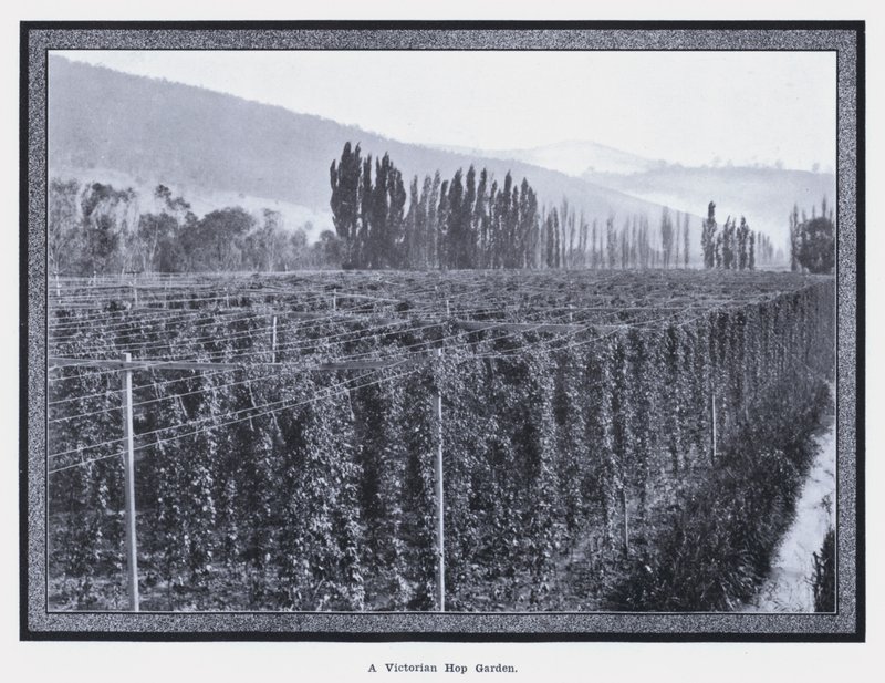 Victorian Hop Bahçesi (s/b fotoğraf) by Photographer Australian