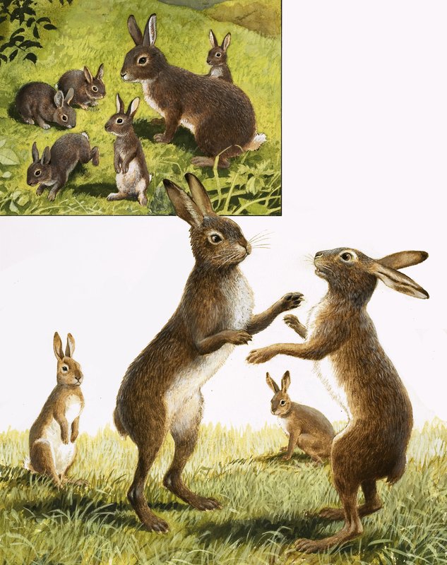  by R.B. Davis