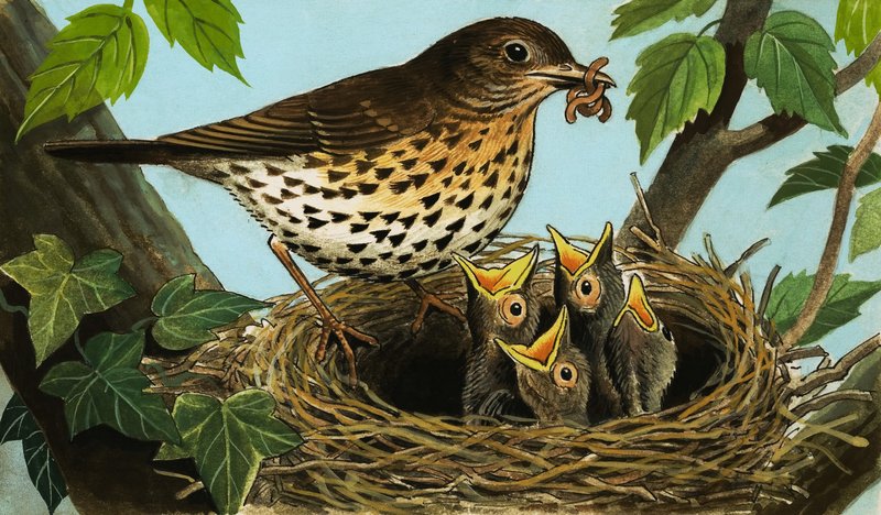  by R.B. Davis