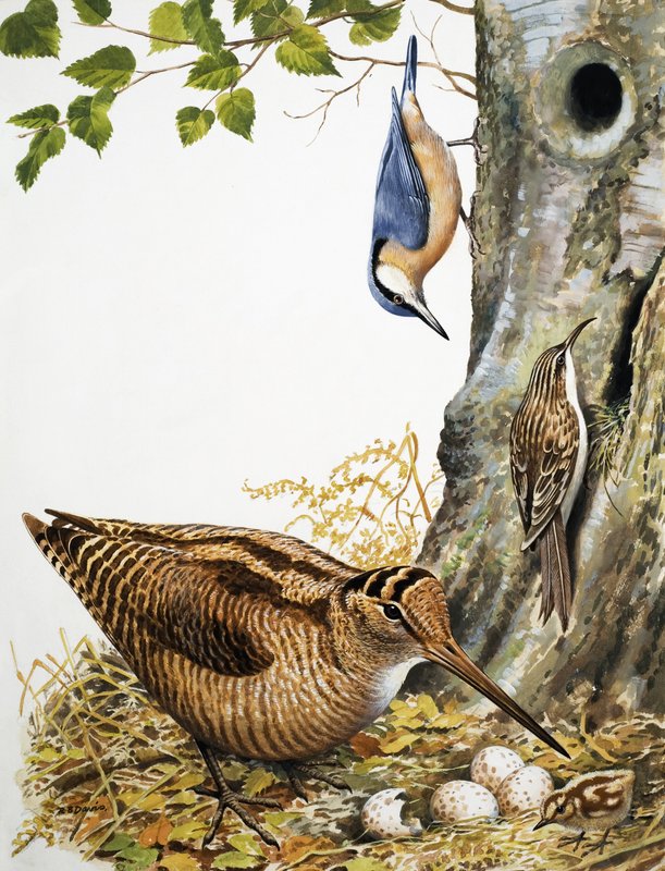  by R.B. Davis