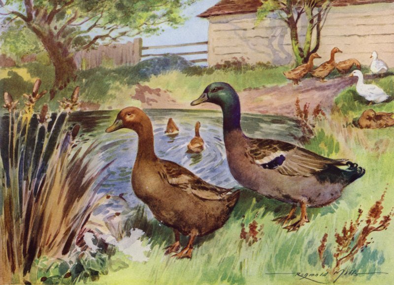 My Farm için İllüstrasyon (renkli lito) by Reginald Mills