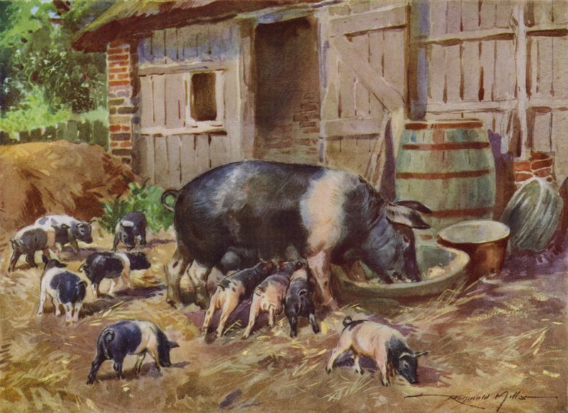 My Farm için İllüstrasyon (renkli lito) by Reginald Mills