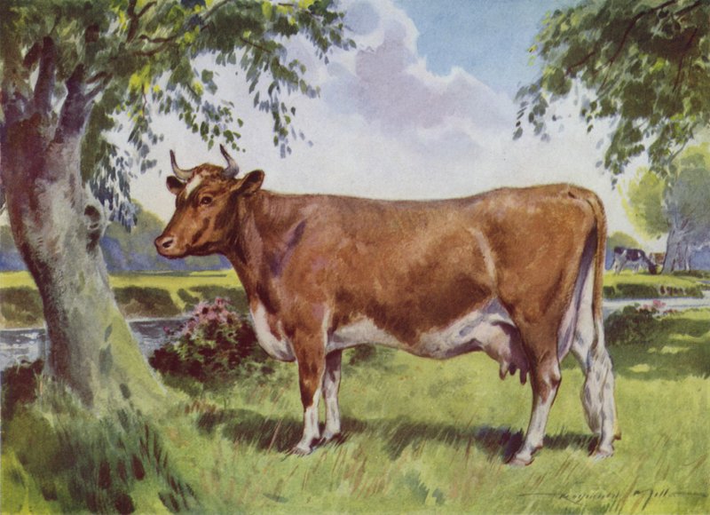 My Farm için İllüstrasyon (renkli lito) by Reginald Mills
