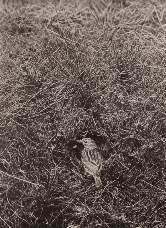 Çayır incir (s/b fotoğraf) by Richard and Cherry Kearton