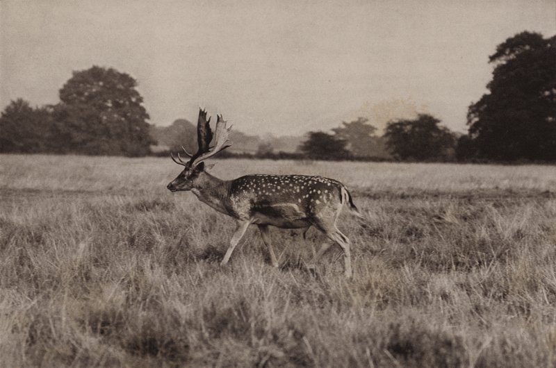 Alageyik (s/b fotoğraf) by Richard and Cherry Kearton