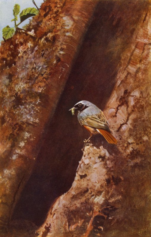 Erkek kızılkuyruk (fotoğraf) by Richard and Cherry Kearton