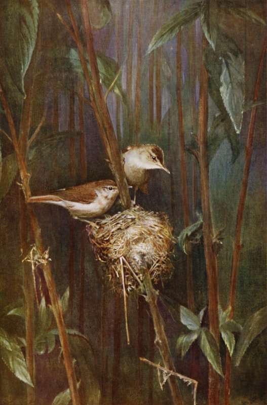 Kamış ötleğenleri (fotoğraf) by Richard and Cherry Kearton