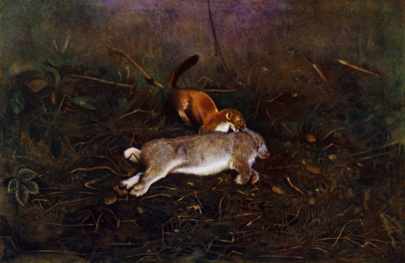 kamelya (fotoğraf) by Richard and Cherry Kearton
