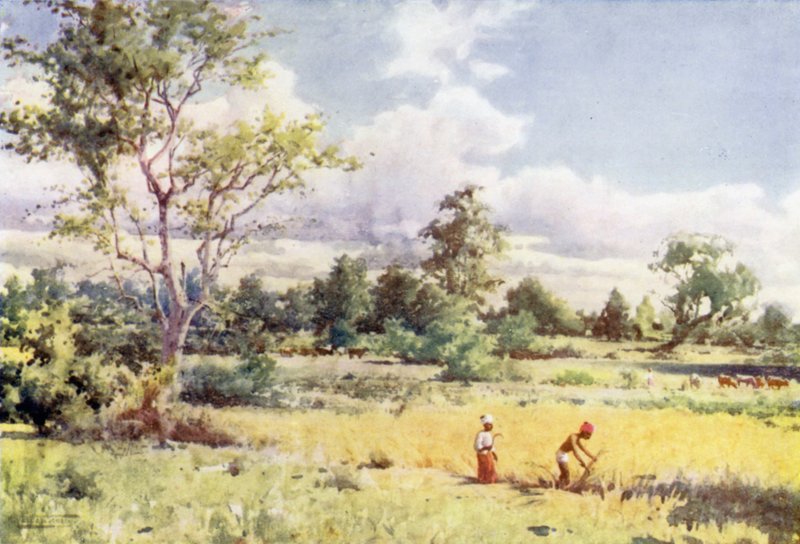 orman fırçalayın by Robert George Talbot Kelly
