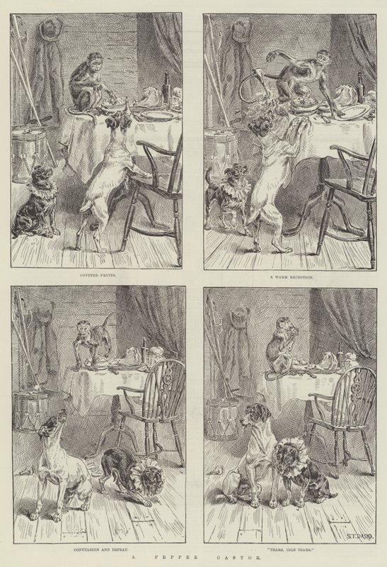 Biber Castor by S.T. Dadd