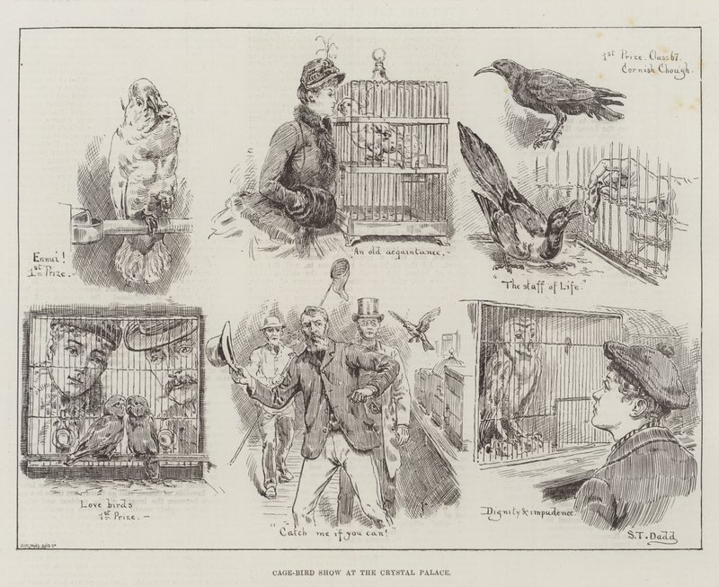 Crystal Palace'da Kafes-Kuş Gösterisi by S.T. Dadd