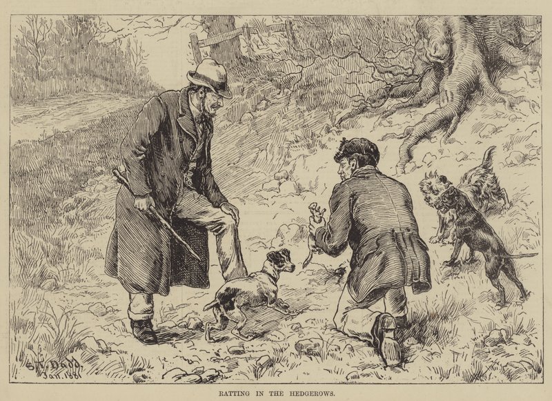 Çitlerde Sıçrayış by S.T. Dadd